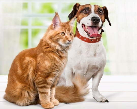 Looking for a pet odor removal service near me? We help with pet odor removal santa rosa.